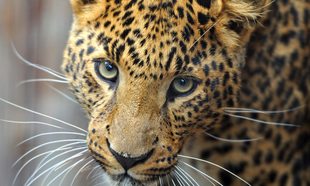 Leopard Spotted Ahmedabad: Leopard Spotted On City's Outskirts