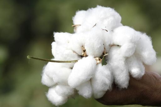 Cotton sowing across 26.64 lakh hectares in Gujarat; Highest since 2015-16