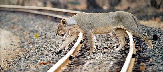Lioness rescued after being hit by train in Amreli
