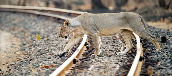 Asiatic lions expected to reach Ahmedabad by 2030, with 3 currently residing in Botad