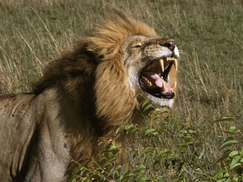 Lion Safari Park to come up at Gujarat-Diu border
