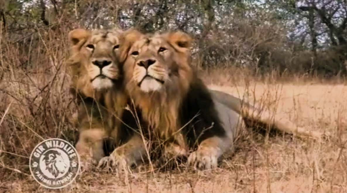 Asiatic Lion duo Jay and Veeru: the new attraction for Gir forest visitors